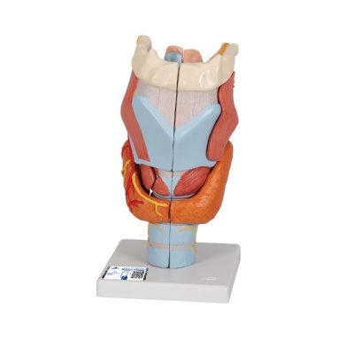 Human Larynx Seven-Part Anatomical Model (2x Full-Size)