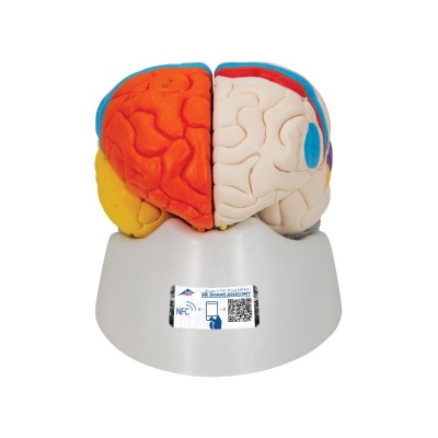 Human Neuro-Anatomical Brain Model (Eight-Part)