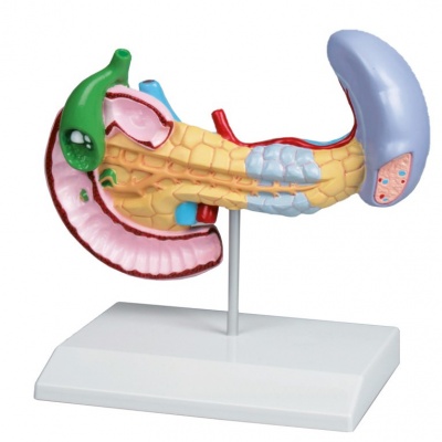 Pancreas, Spleen, and Gall Bladder Disease Model