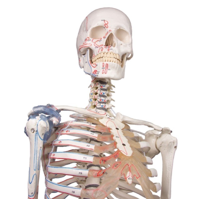 Detailed Anatomical Therapy Skeleton Max | Health and Care
