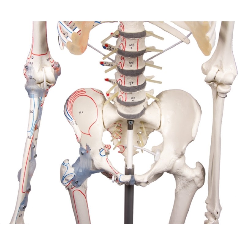 Detailed Anatomical Therapy Skeleton Max | Health and Care