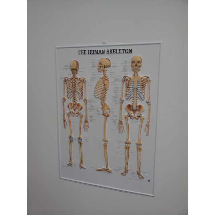 3D Human Skeleton Poster