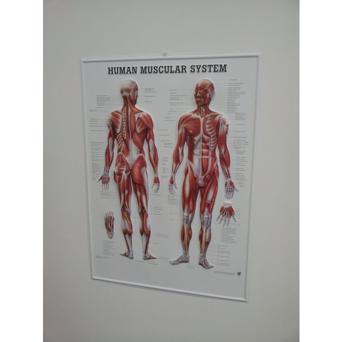 3D Human Muscular System Poster