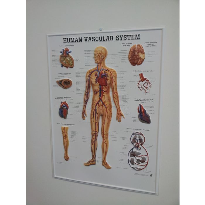 3D Human Vascular System Poster