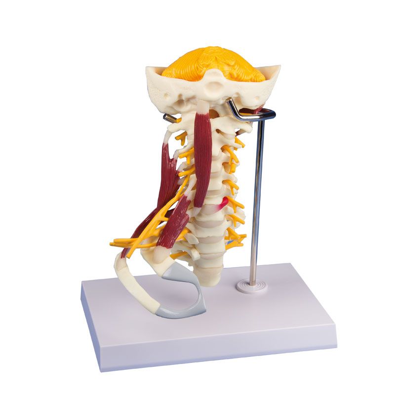 Muscled Cervical Spine Model :: Sports Supports | Mobility | Healthcare ...