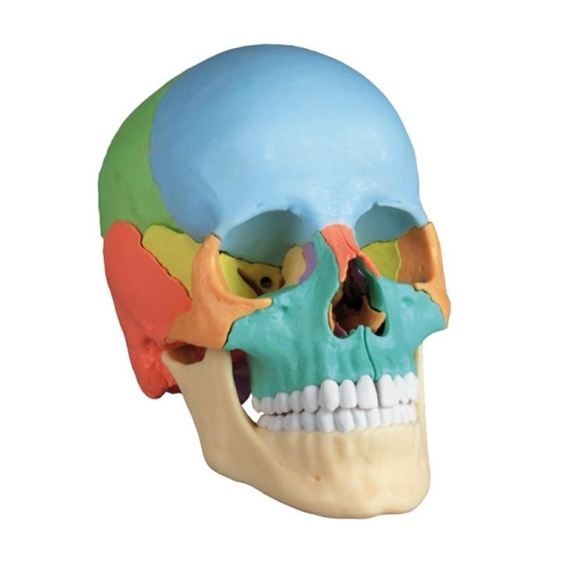 22-Part Painted Model Skull