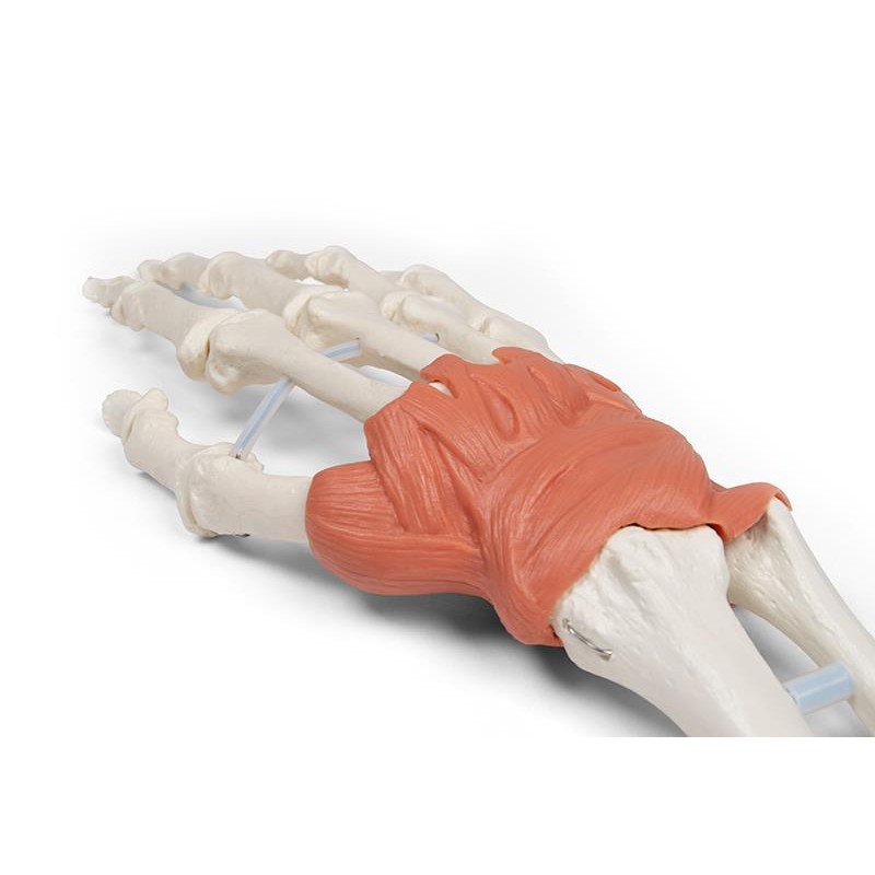Hand and Wrist Anatomy Model | Health and Care