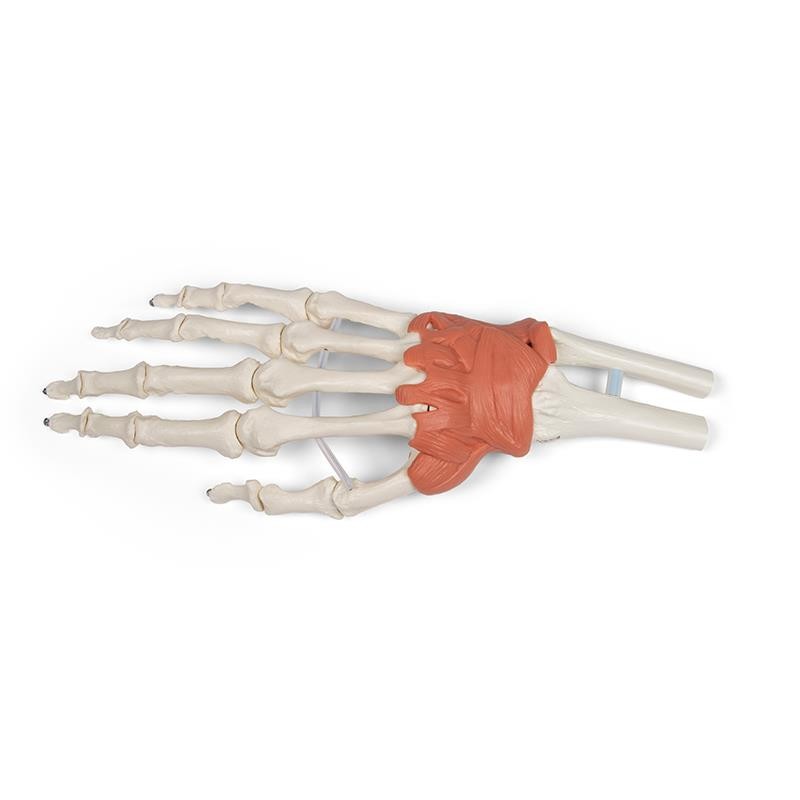 Hand and Wrist Anatomy Model | Health and Care