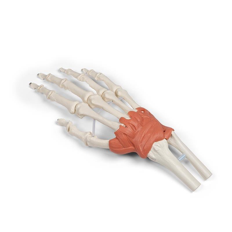 Hand and Wrist Anatomy Model Health and Care
