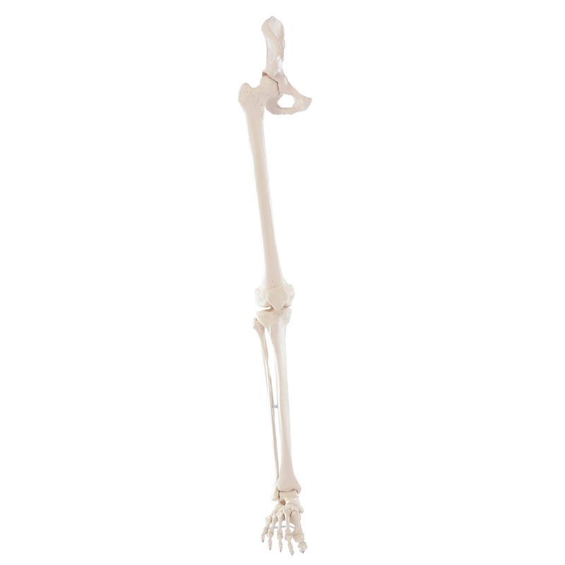 Model Leg Skeleton with Half Pelvis
