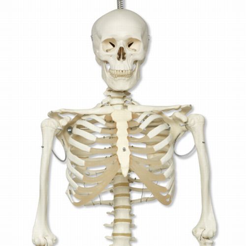 Physiological Human Skeleton Model Phil Flexible On Hanging Roller Stand