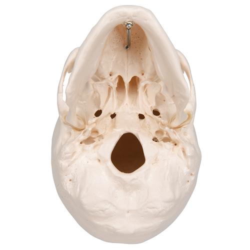 Human Skull Classic Anatomical Model Health and Care