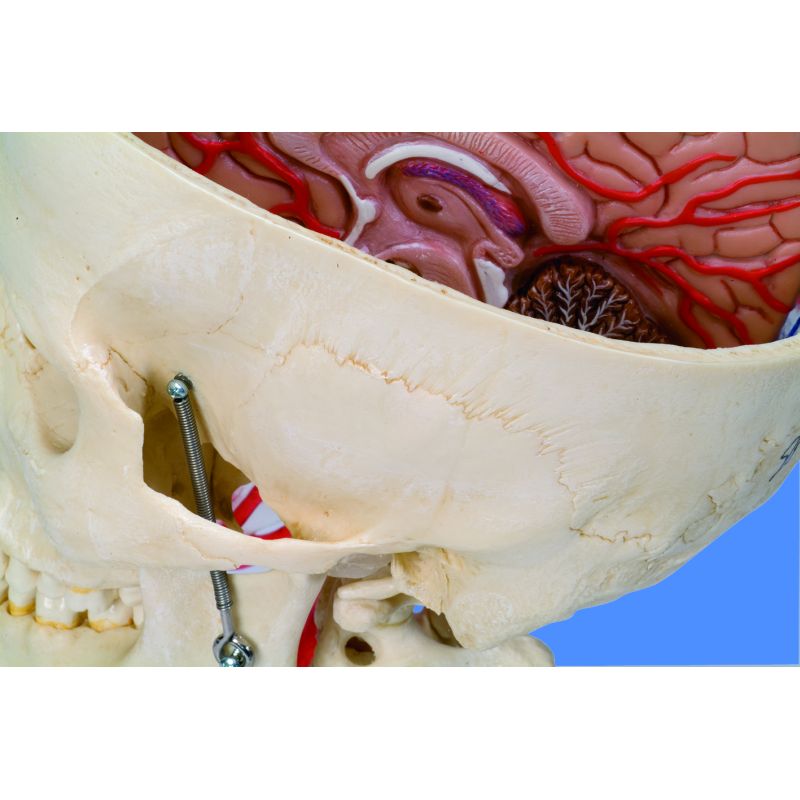 Bonelike Human Skull Model Half Transparent And Half Bony- Complete ...