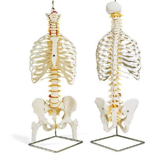 Classic Flexible Spine Model With Ribs And Femur Heads