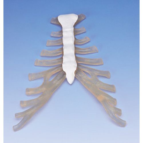 Sternum With Rib Cartilage
