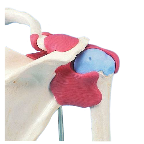 Deluxe Functional Shoulder Joint Model Health and Care