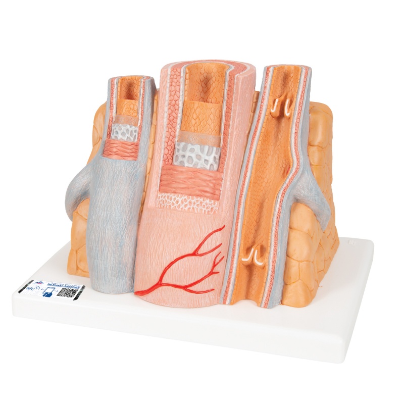 MICROanatomy Enlarged Artery and Vein Model (14x Life Size)