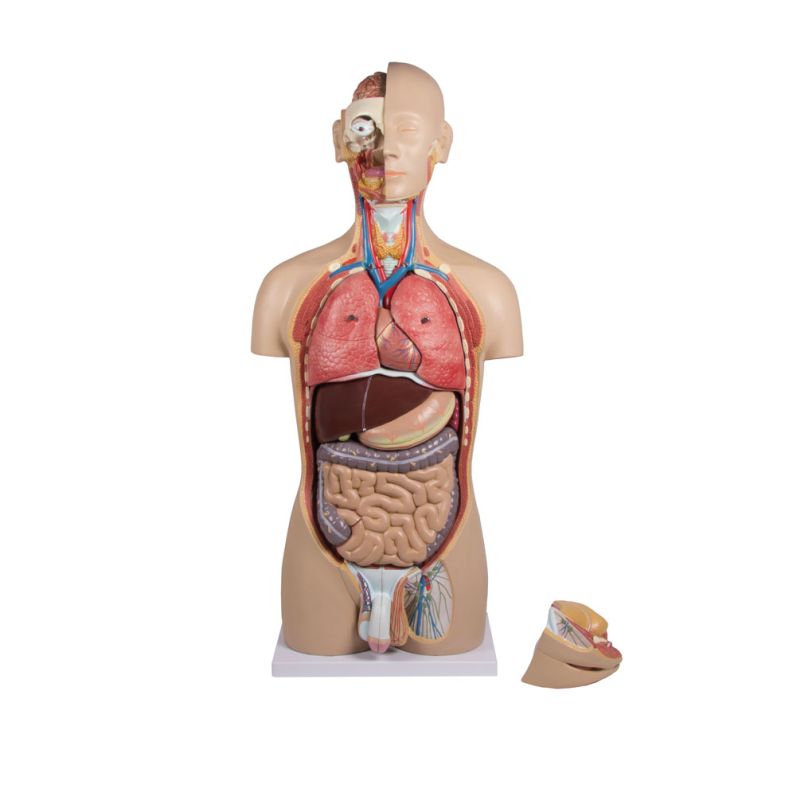 27-Part Torso Model