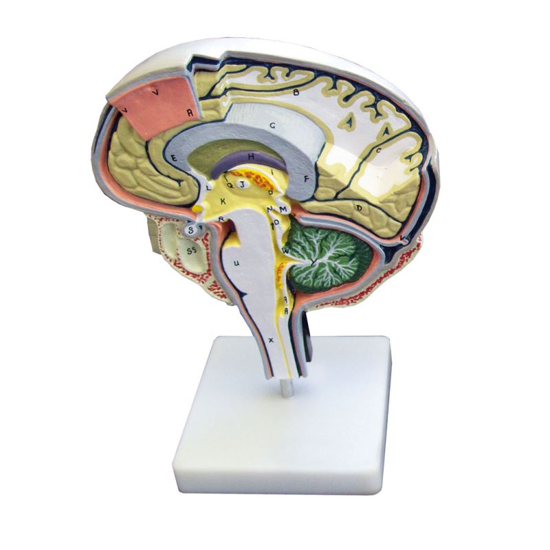 Model Brain Section