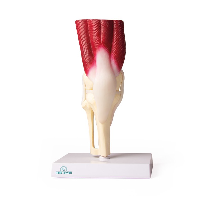 Knee Joint Model with Muscles | Health and Care