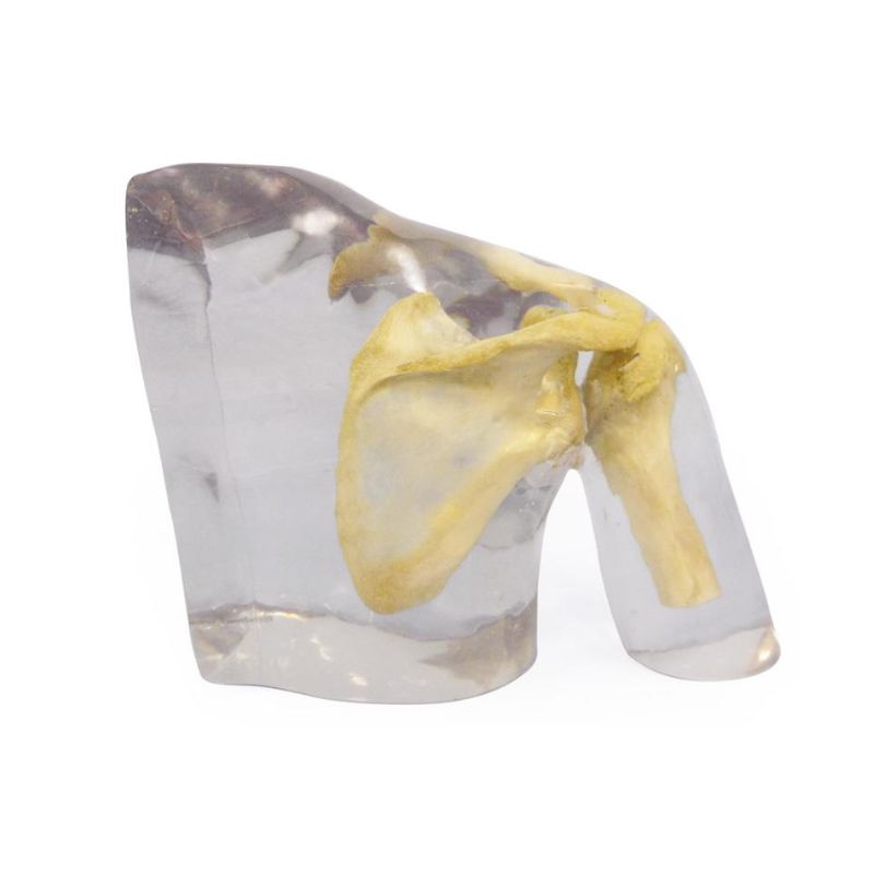 ErlerZimmer Xray Phantom Shoulder Model Health and Care