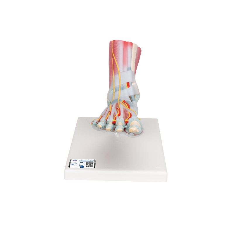 Anatomical Foot Model With Ligaments And Muscles