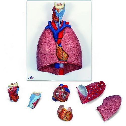 Lung Model With Larynx 7 Part | Health and Care