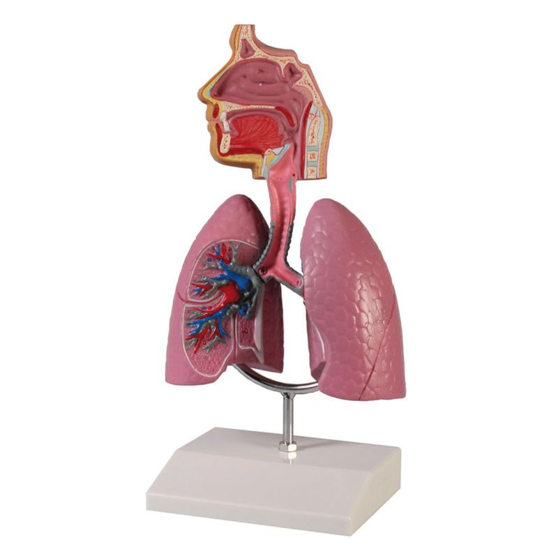 Human Respiratory System Model | Health and Care