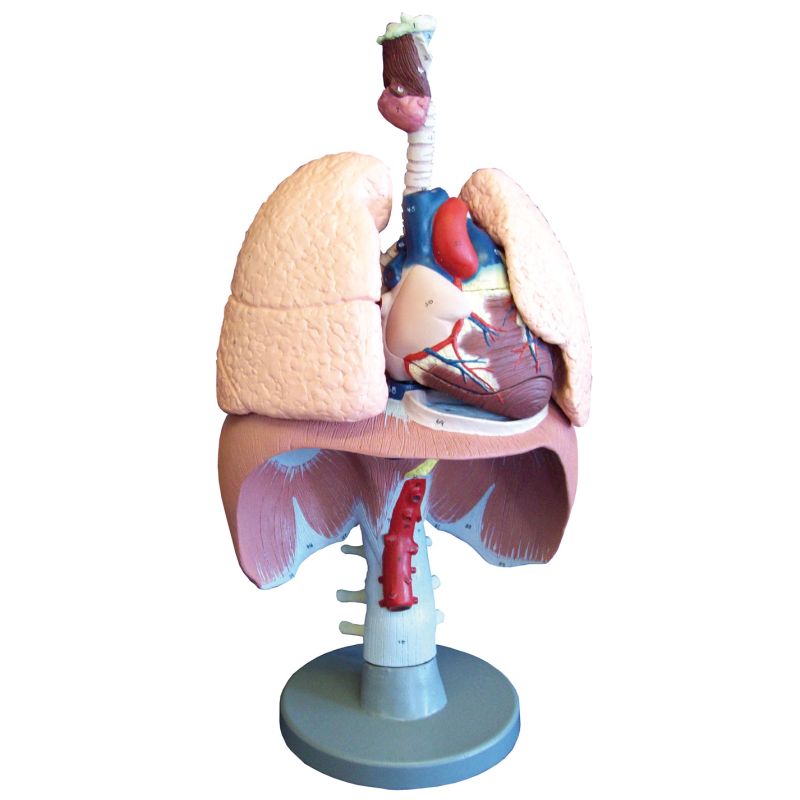 Respiratory Organs Model Health and Care