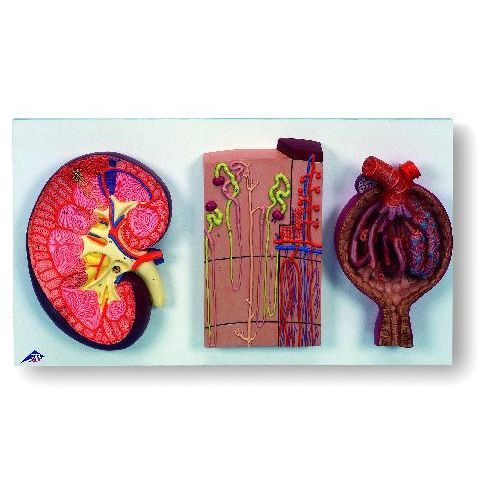 Kidney Section Nephrons Blood Vessels And Renal Corpuscle