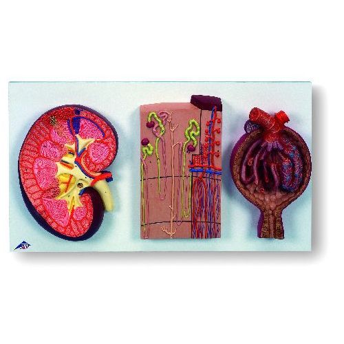 PVC Anatomical Model Kidney Section Nephrons Blood Vessels Kidney Glomerulus Medical Science Model