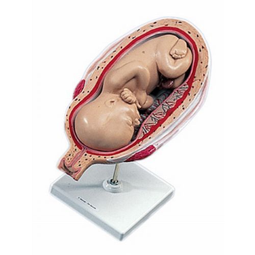 7th Month Fetus Anatomical Model