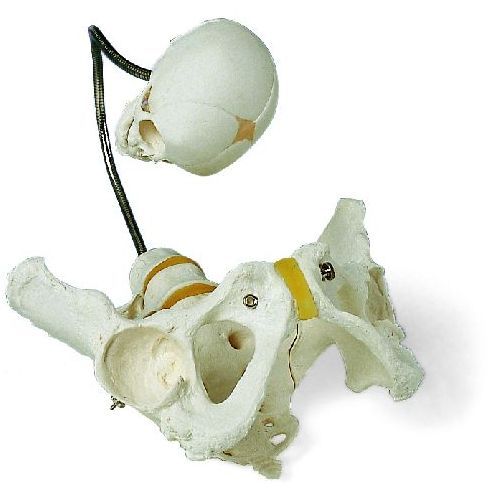 Childbirth Demonstration Pelvis Health and Care