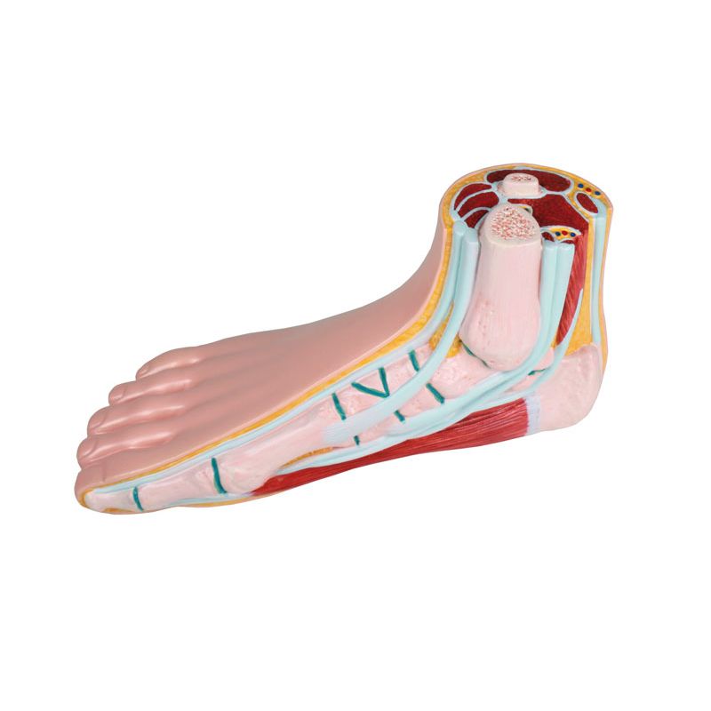 Anatomical Model Foot | Health and Care