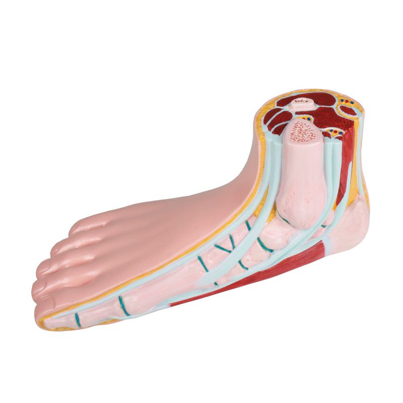 Flat Foot Cross-Section Model | Health and Care