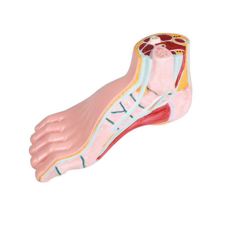 Hollow Foot Cross-Section Model | Health and Care