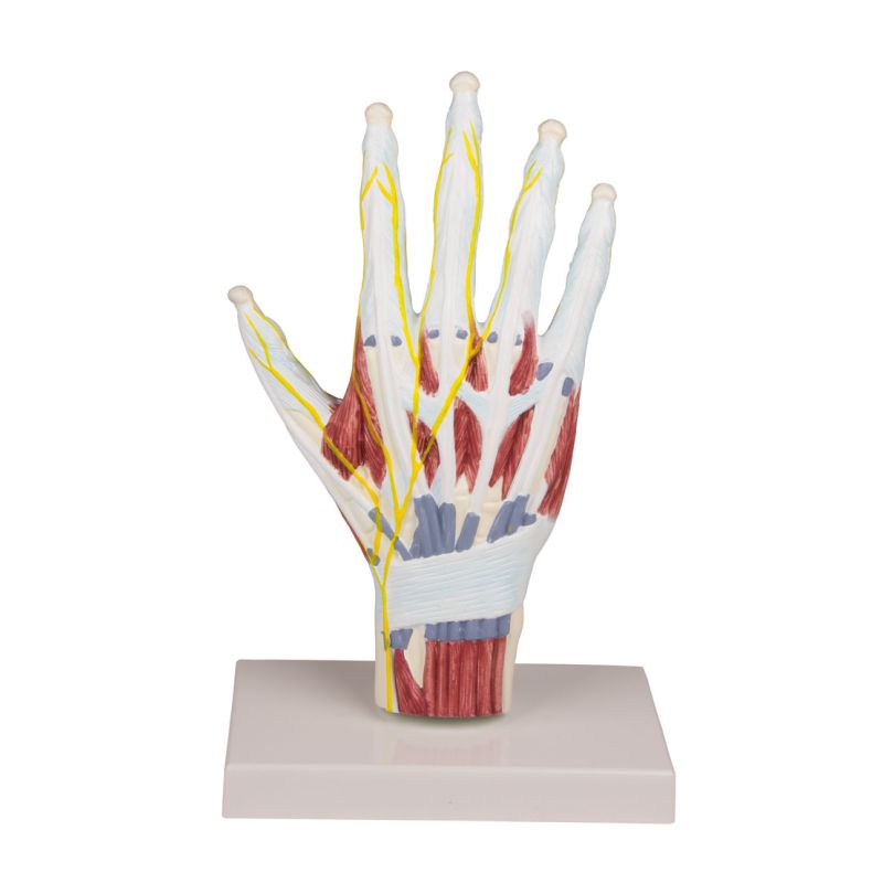 Hand Anatomy Model | Health and Care
