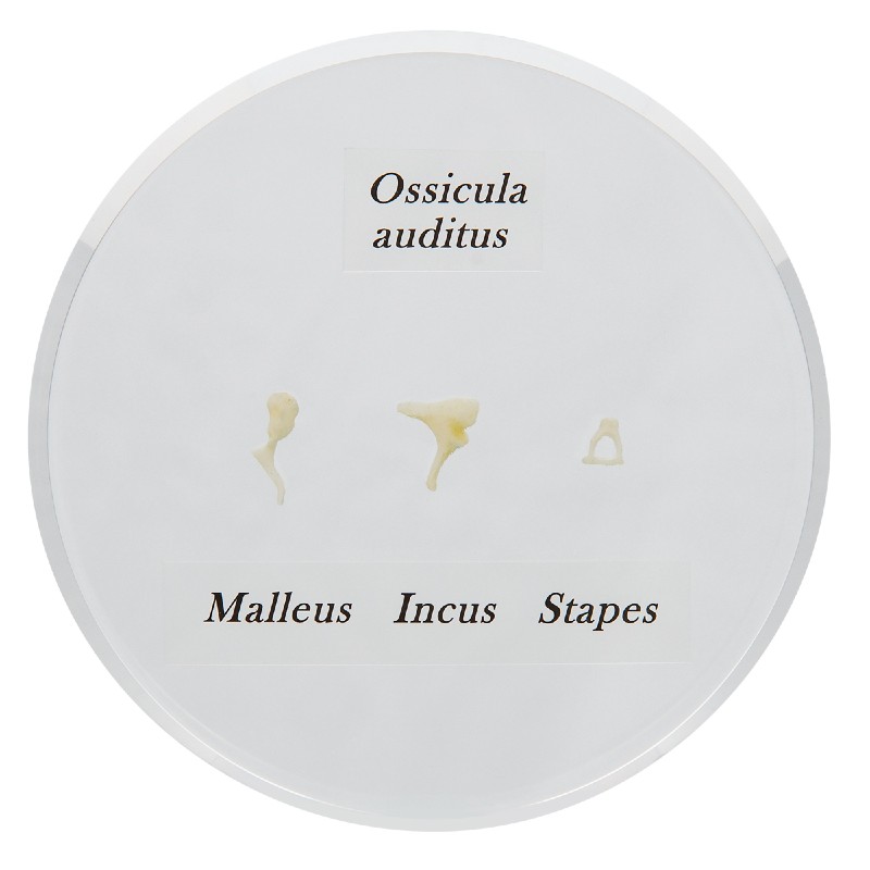 Life Size Auditory Ossicles Model | Health and Care