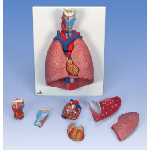 Lung Model With Larynx 7 Part | Health and Care
