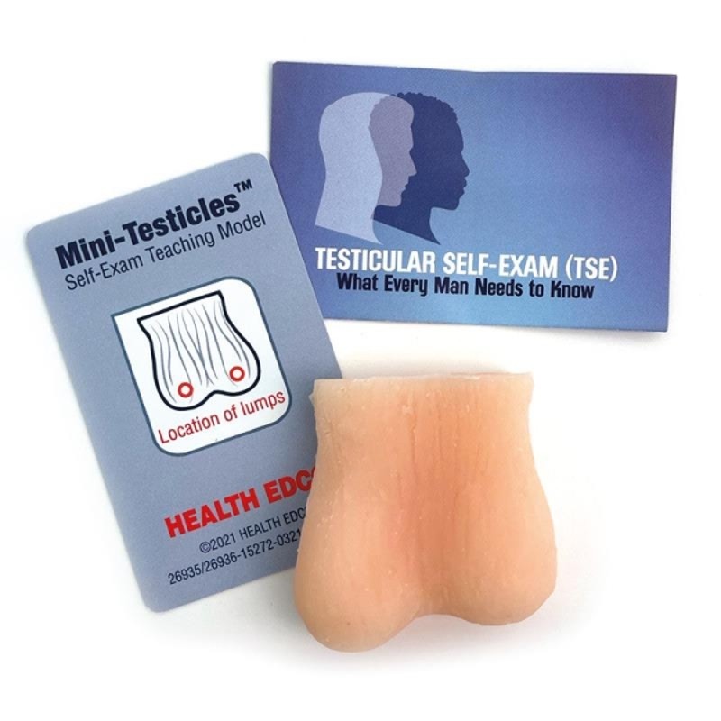 Testicle Self-Examination Simulator Model | Health and Care