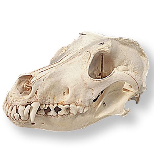 Dog Skull Canis Domesticus (Real Skull) Health and Care