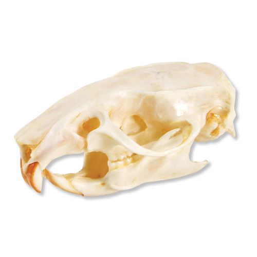 Rat Skull Rattus Rattus (T30027)