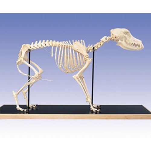 Dog Skeleton Canis Domesticus