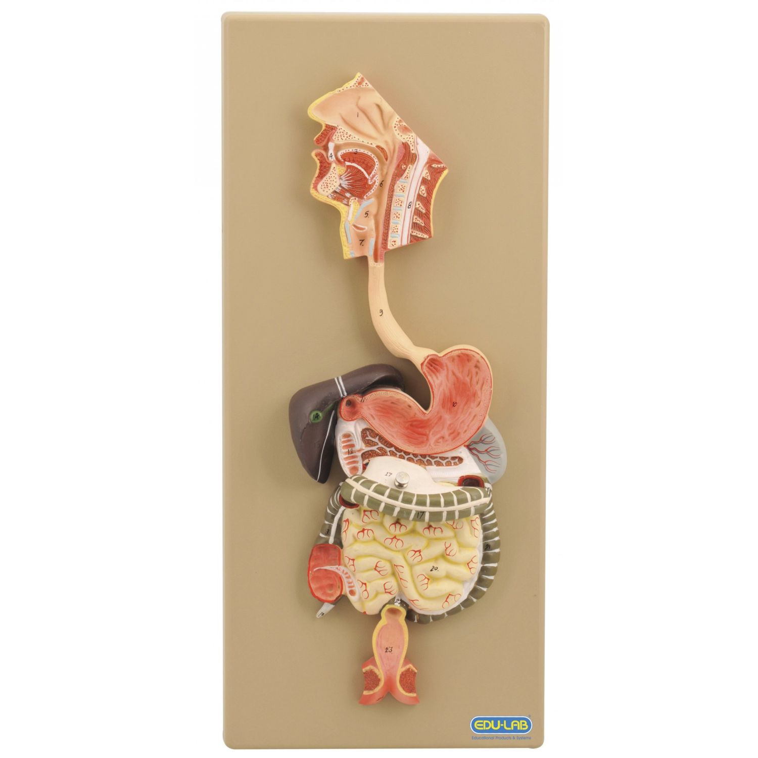 The Model: Digestive System (Human) | Health and Care