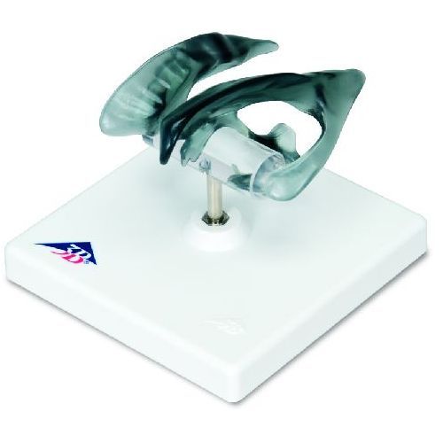 Brain Ventricle | Health and Care