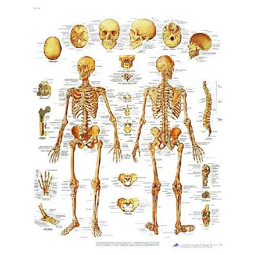 Human Skeleton Chart (Paper)