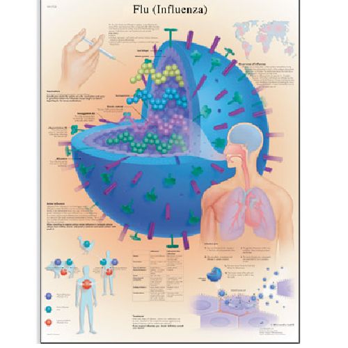 Flu Influenza Chart | Health and Care
