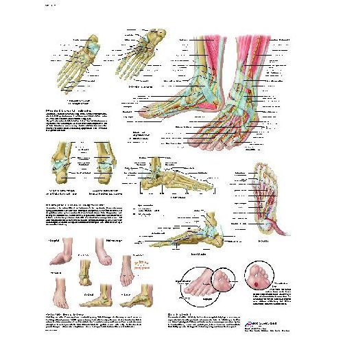 Foot And Joints Of Foot Chart - Anatomy And Pathology | Health and Care