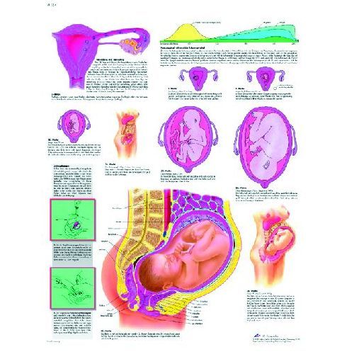 Pregnancy Wall Chart Health and Care