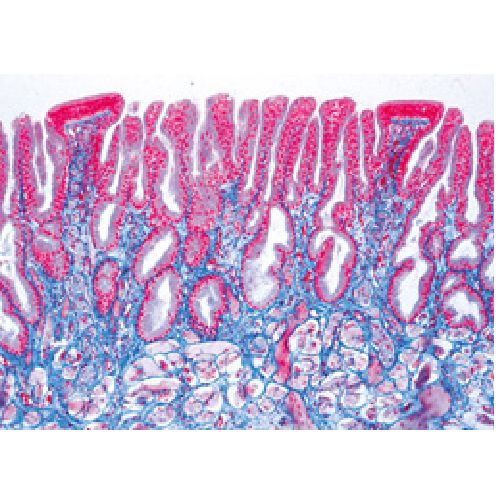 Histology Of Vertebrata Excluding Mammalia - French